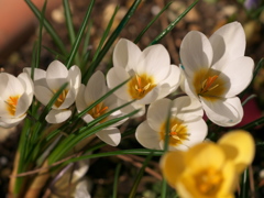 アンサンブルなetc.