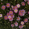 ぬくもりのある花
