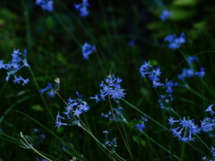 blueの中のひとつ