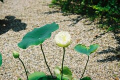 水芙蓉