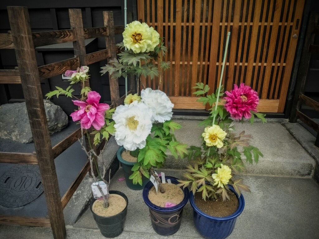 牡丹の彩時記