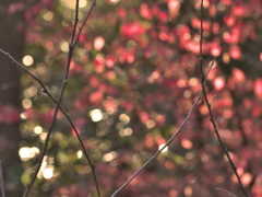 森の恵み