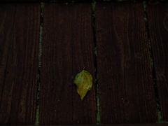 雨上がりの一葉