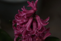 花のある生活