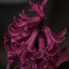 花のある生活
