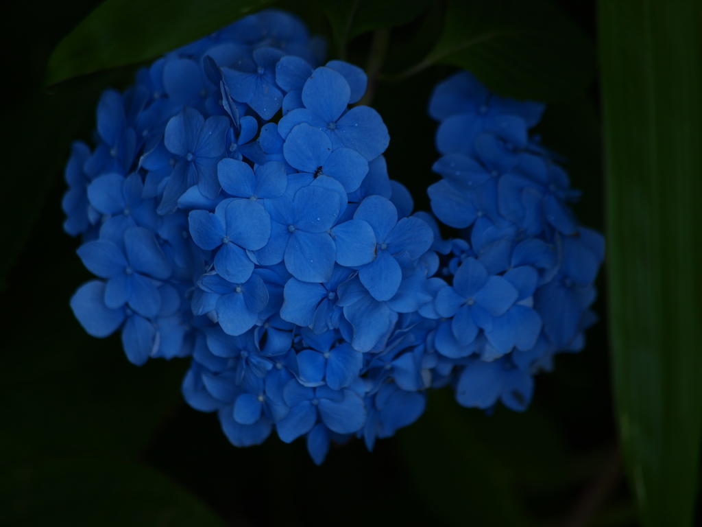 木蔭の雨