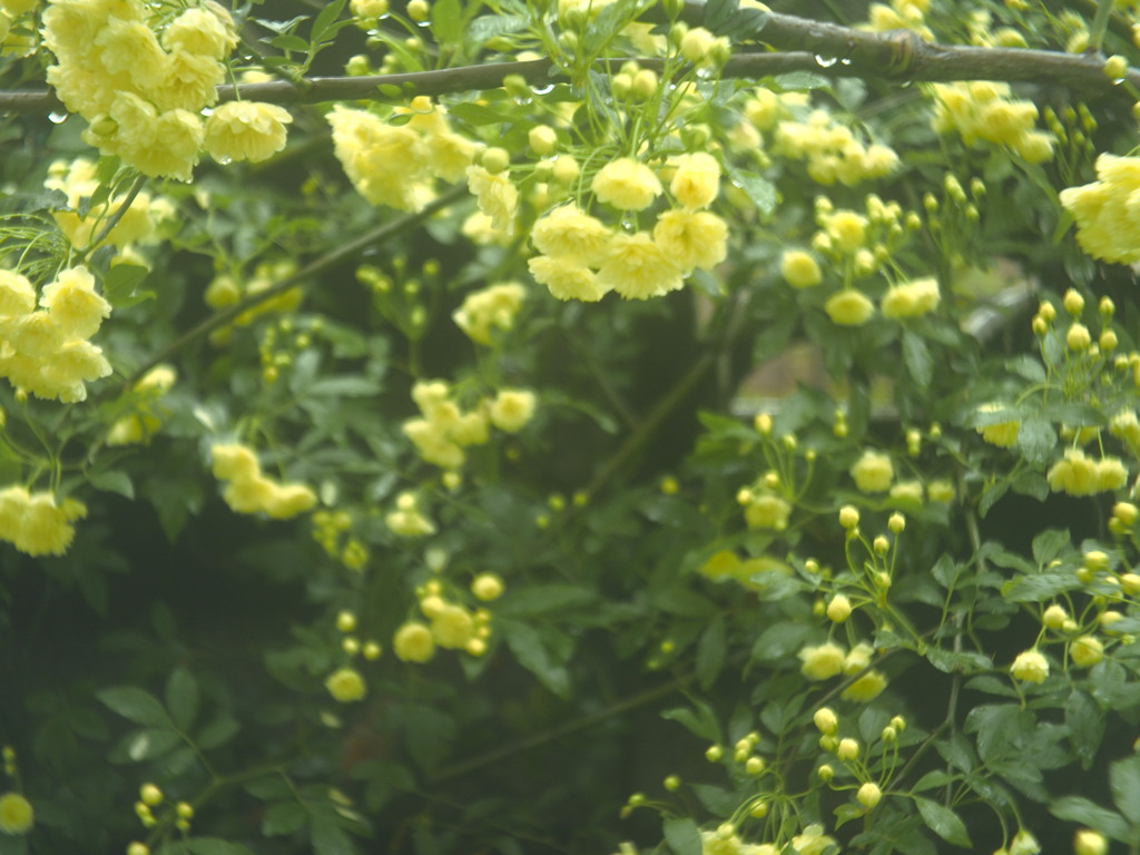 遮光の薔薇
