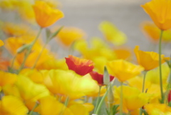 おひとついかが？