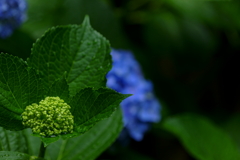 雨に濡れる紫陽花