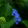 雨に濡れる紫陽花