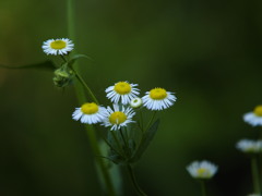 野の花の誘い
