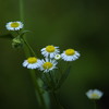 野の花の誘い