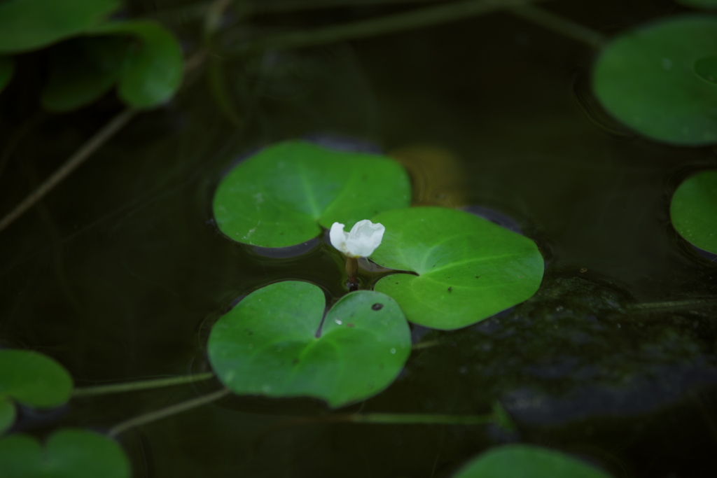 浮き花