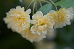 木香薔薇