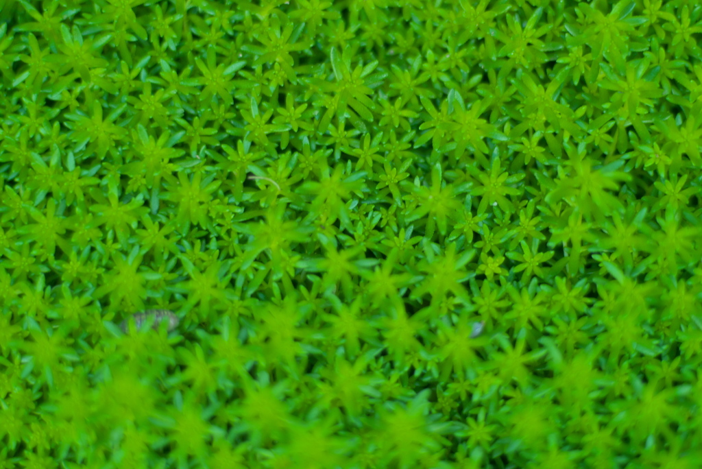 緑の絨毯