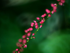 沼に咲く紅