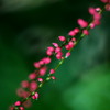 沼に咲く紅