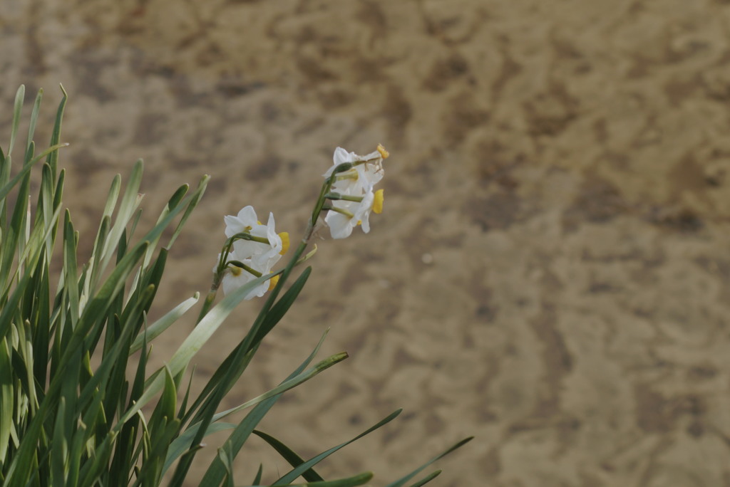 涼風水仙河床模様