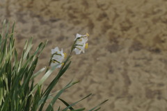 涼風水仙河床模様