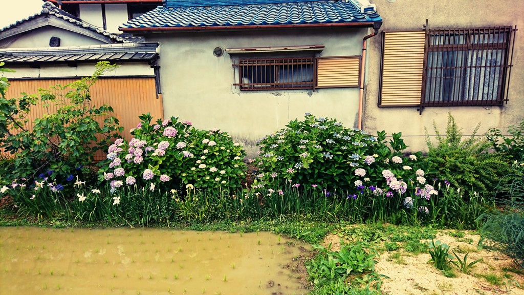 裏窓
