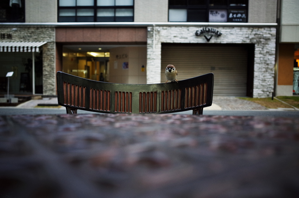 すずめのかっこう