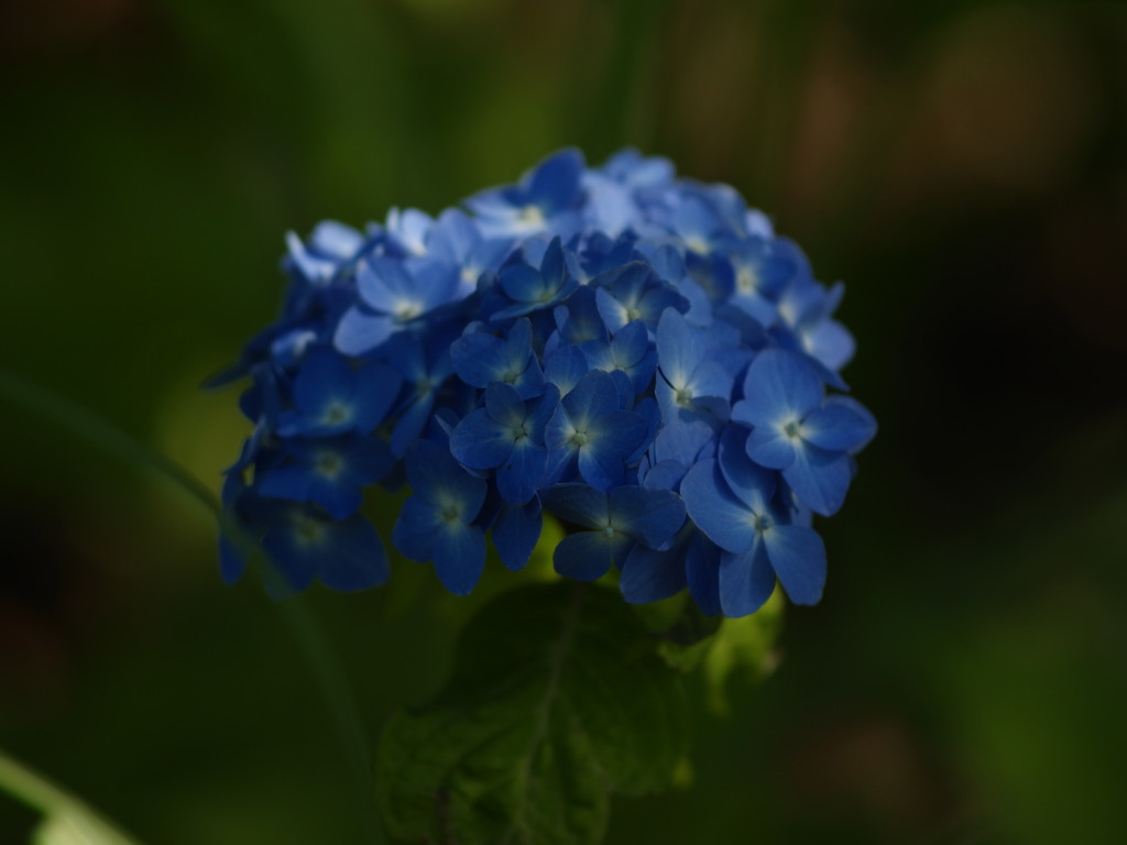 雨の日の香り