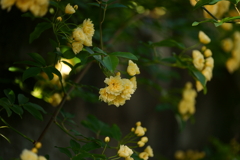 elegantcolor