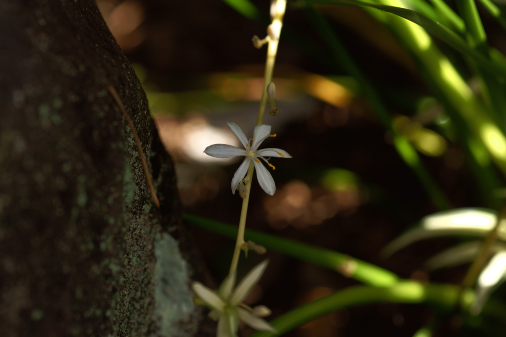 見えない花たち