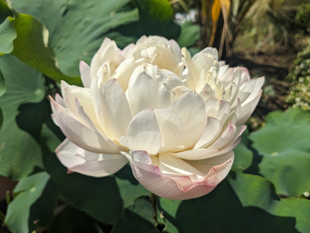 蓮の花