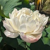 蓮の花