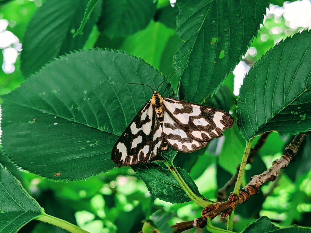 ウメエダシャク