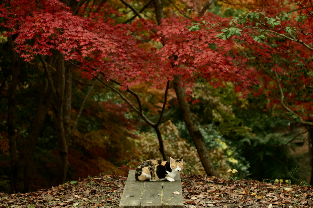 秋雨の晴れ間