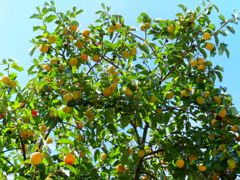 来る秋を知る。