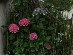 梅雨入りあとの静けさ