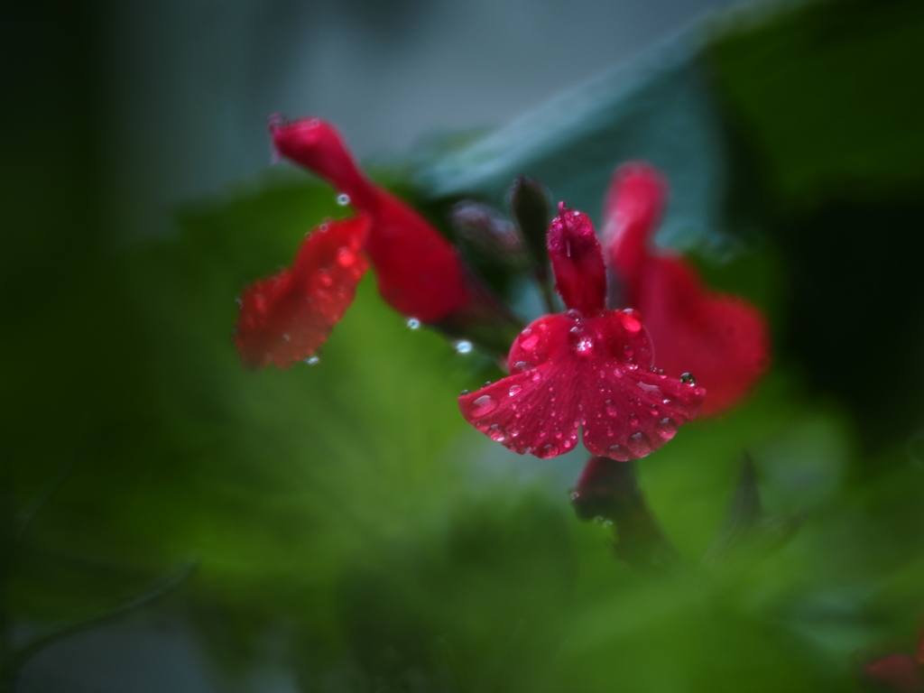 冷たい雨