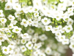 白雪の花
