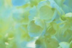 紫陽花の色