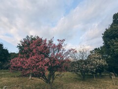 紅梅と白梅