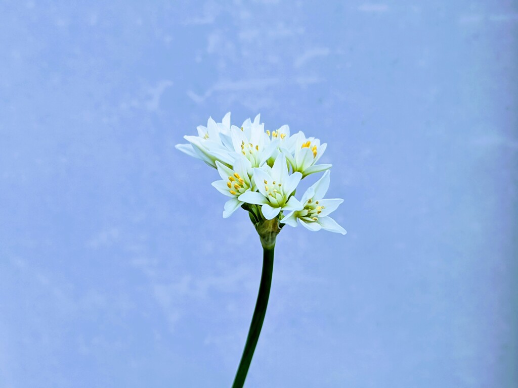 ハニーベル