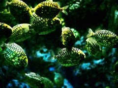 ドラマチックな水槽