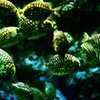 ドラマチックな水槽