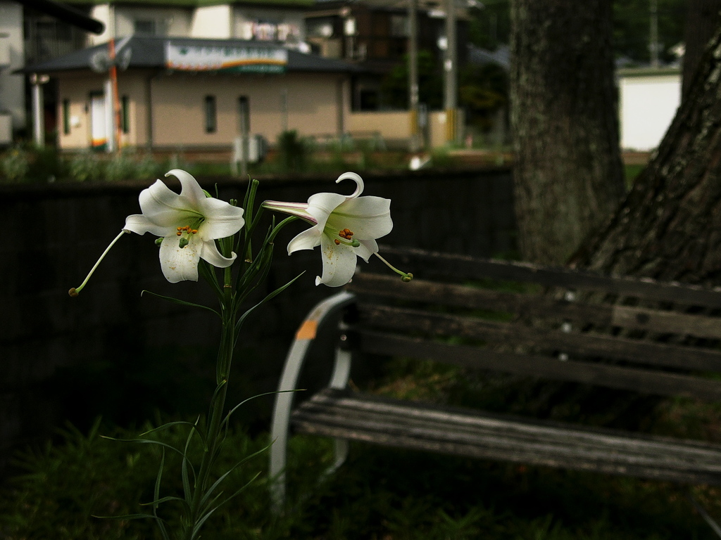 白百合とベンチ