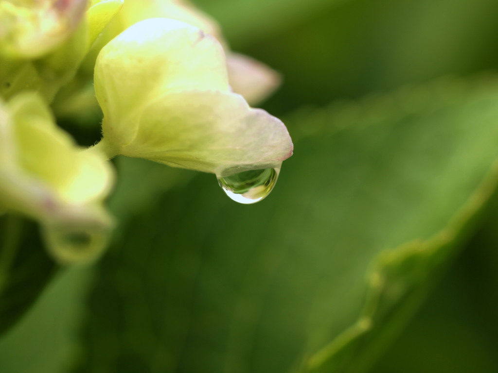 梅雨明け予報