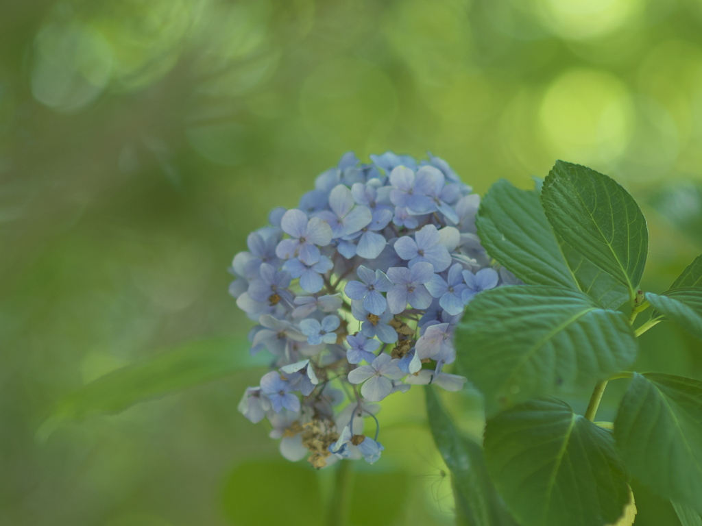 木蔭の残華