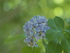 木蔭の残華