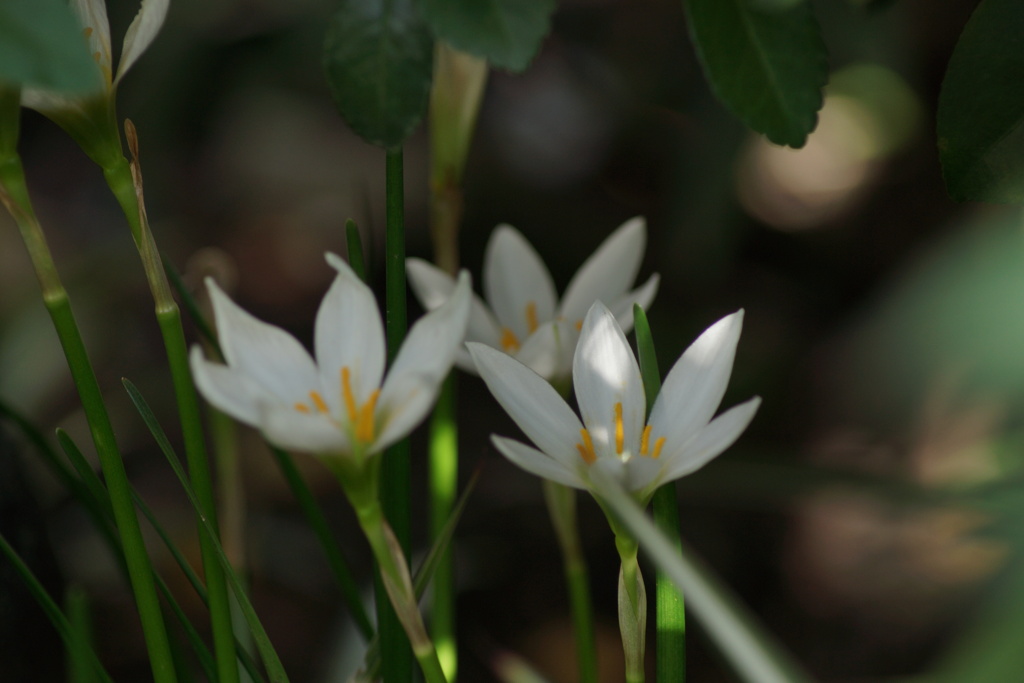 開花の時間