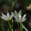 開花の時間