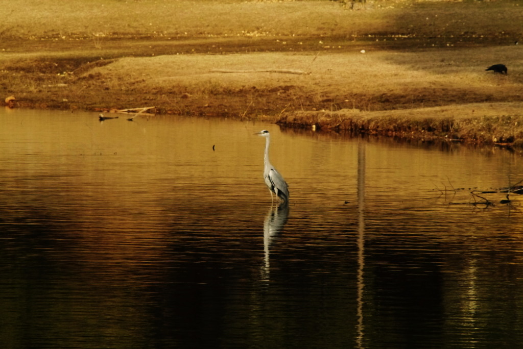我に飛ぶ用意あり