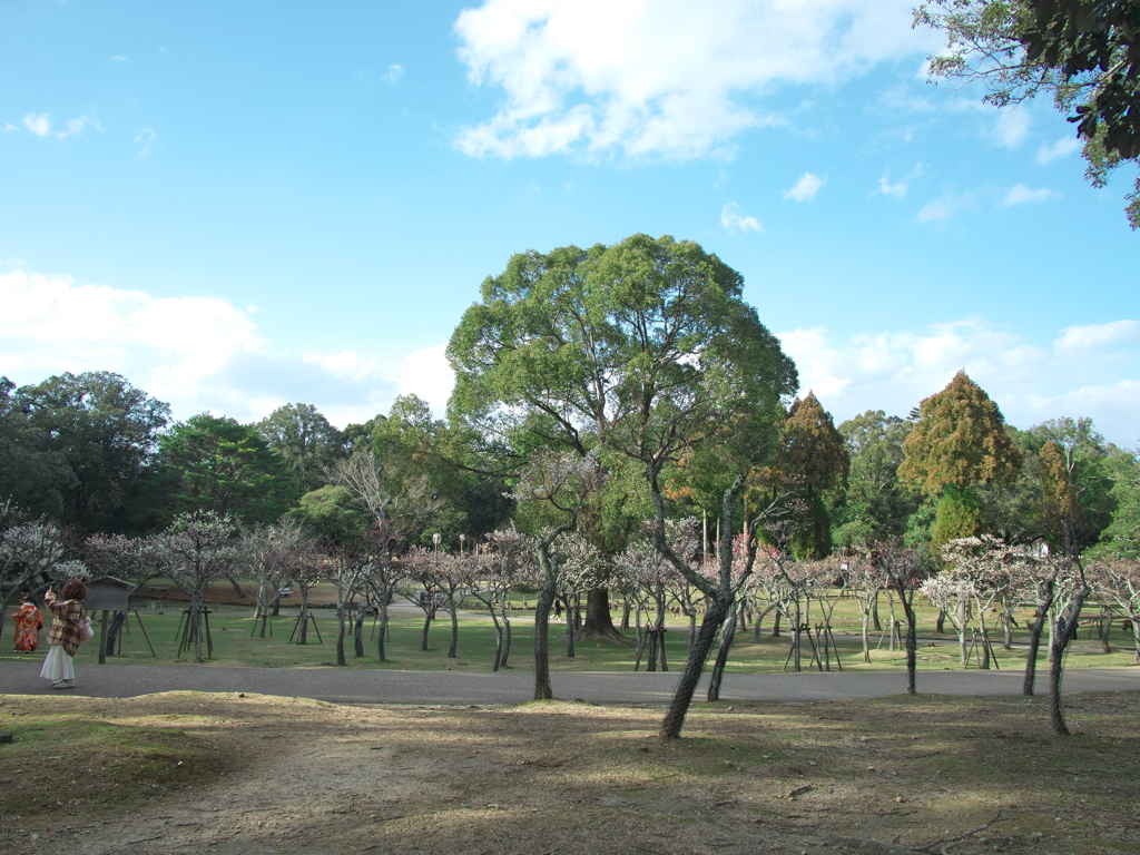 片岡梅林