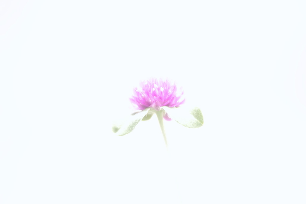ありがとう。